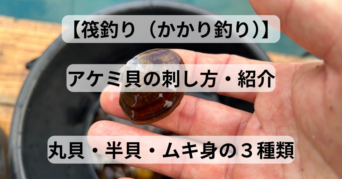 【筏釣り アケミ貝の刺し方・解説】丸貝・半貝・ムキ身の3種類を解説 | フィッシング&ハイエースLIFE