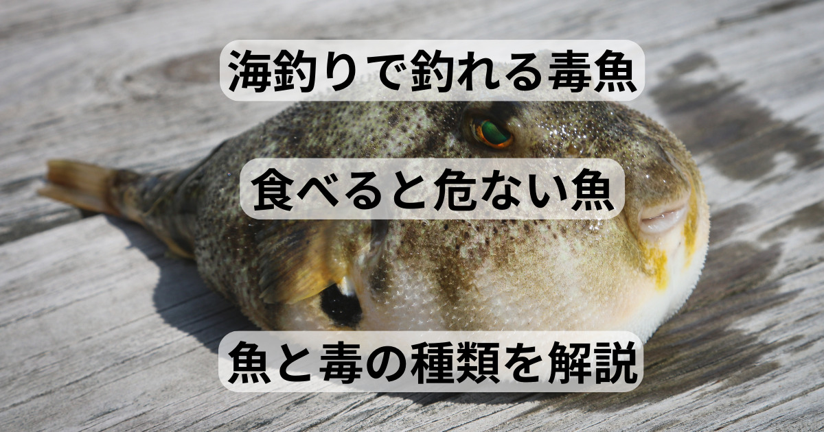 【海釣りで釣れる毒魚】「食べる」と危ない魚まとめ | フィッシング&ハイエースLIFE