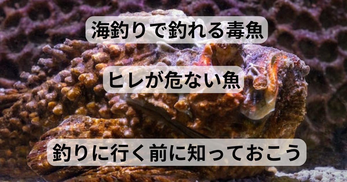 【海釣りで釣れる毒魚】 ”刺さる”と危ない魚 まとめ（一応食べ方も紹介） | フィッシング&ハイエースLIFE
